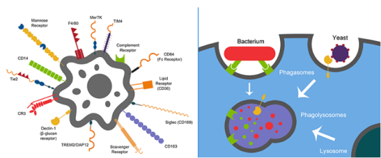 1626077965544798.png image.png