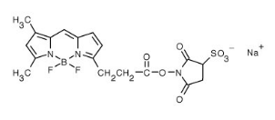 BODIPY FL Sulfonated Succinimidyl Ester.png BODIPY FL Sulfonated Succinimidyl Ester.png