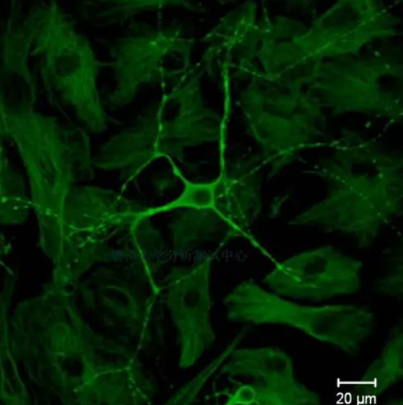 cy3染料标记万古霉.png cy3染料标记万古霉.png