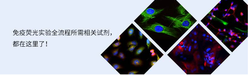 荧光标记原理.png 荧光标记原理.png