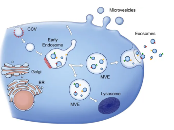 pg电子娱乐游戏app
生物提供外泌体（Exosome）电镜DLS/NTA粒径分析表征电镜测定服务.png