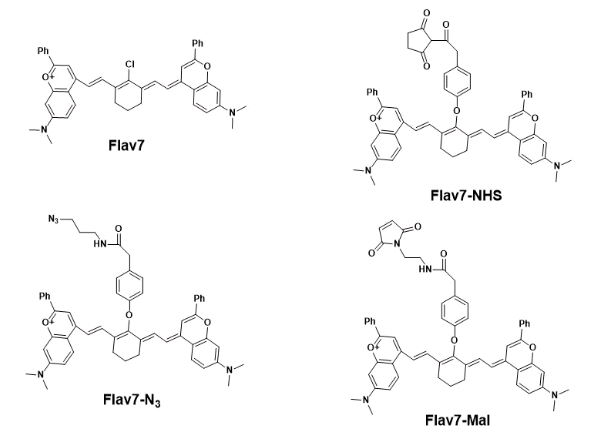 Flav7-NHS ester Flav7-NHS ester