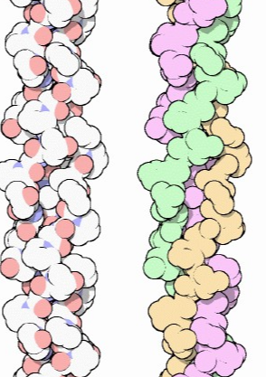 胶原蛋白 胶原蛋白