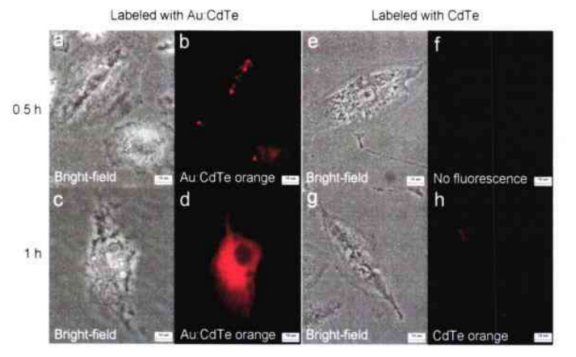 Au:CdTe量子点 Au:CdTe量子点
