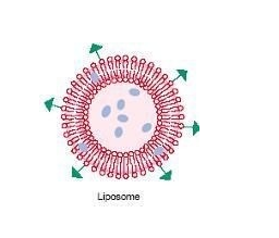 liposome liposome