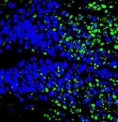 Cy3 carboxylic acid Cy3 carboxylic acid