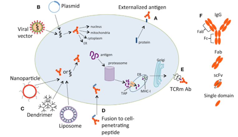 肽复合物 肽复合物