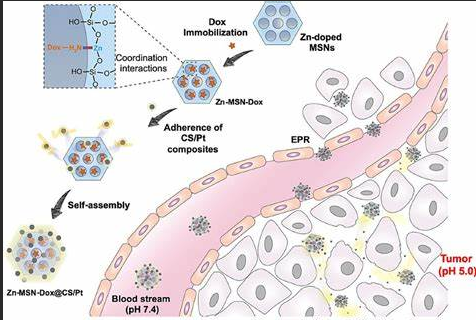 PC3前列腺**细胞膜包覆纳米粒 PC3前列腺**细胞膜包覆纳米粒