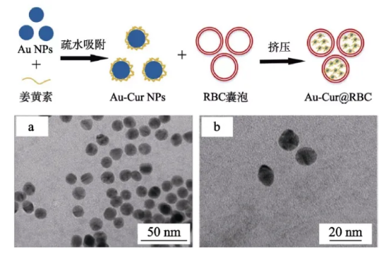 红细胞膜包裹金纳米颗粒负载姜黄素 红细胞膜包裹金纳米颗粒负载姜黄素