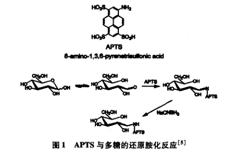 荧光标记单糖和寡糖 荧光标记单糖和寡糖