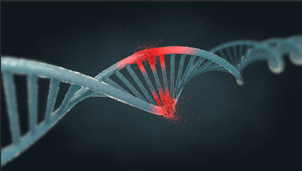 巯基,炔基偶联DNA 巯基,炔基偶联DNA