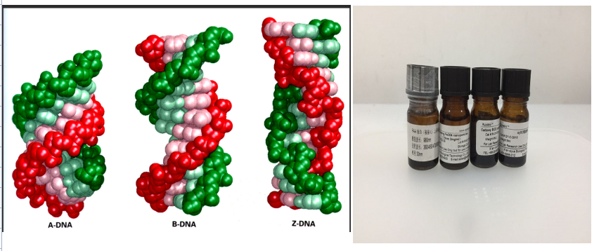DNA修饰CdTe/CdSe核壳量子点 DNA修饰CdTe/CdSe核壳量子点