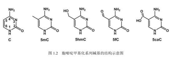 近红外染料CY7.5标记PDNA 近红外染料CY7.5标记PDNA