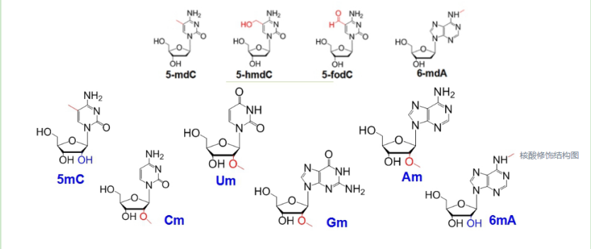 吲哚菁绿ICG标记RNA 吲哚菁绿ICG标记RNA