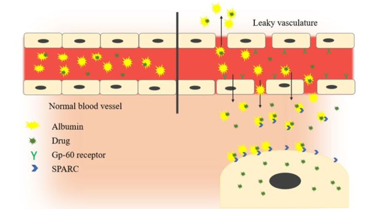 反式茴香脑-白蛋白纳米颗粒 反式茴香脑-白蛋白纳米颗粒