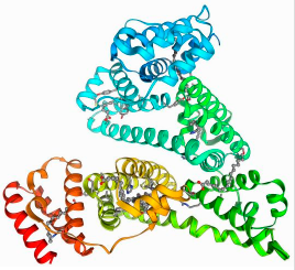 Bovine Serum Albumin  
