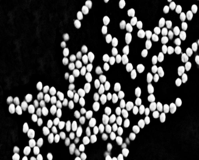 链霉亲和素(SA)修饰的金纳米粒子简介: **链霉亲和素(SA)修饰的金/银纳米粒子。金纳米粒子通过静电修饰或共价偶联可以容易被抗体、寡核苷酸、生物素、蛋白 A、外源凝集素、酶等关键探针分子功能化,这种生物分子纳米粒子杂化体系是生物传感、靶向药物及基因运送、光热**和生物材料成像的基础构建元。 链霉亲和素修饰的金纳米粒子可以结合生物素化的蛋白(如免疫球蛋白和血清蛋白)或寡聚核苷酸。链霉亲和素-生物素体系具有灵敏度高、特异性好、稳定性高、适用广泛等特点,一个链霉亲和素蛋白可以结合多个生物素分子,因此链霉亲和素修饰的金纳米粒子-生物素化蛋白放大体系可结合检测微量的蛋白及寡聚核苷酸,满足科研工作者不同的实验需求。 名称:链霉亲和素金纳米颗粒 SA修饰金纳米粒子 成分:金纳米颗粒、纯水 浓度:0.1mg/mL 粒径:5nm 10nm 15nm 20nm 30nm 35nm 40nm 50nm 60nm 80nm 100nm等 包装:2mL 5mL 10mL等 定制:浓度、粒径、电荷等可根据需求规格定制 性状:金纳米颗粒的水溶液随粒径不同呈现橙红、红、紫红等颜色 用途:生物免疫检测、蛋白标记、暗场光学成像、荧光增强、表面增强拉曼基底、药物载体等科研使用。 特点 金纳米颗粒表面带负电荷,根据需要可以调制表面电荷 高比表面积,高负载量,易于表面功能化 环保无污染 分散性、稳定性佳 贮藏: 密封,4℃长期保存,切勿冻存 **期 :6个月 链霉亲和素(SA)修饰的金纳米粒子简介: **链霉亲和素(SA)修饰的金/银纳米粒子。金纳米粒子通过静电修饰或共价偶联可以容易被抗体、寡核苷酸、生物素、蛋白 A、外源凝集素、酶等关键探针分子功能化,这种生物分子纳米粒子杂化体系是生物传感、靶向药物及基因运送、光热**和生物材料成像的基础构建元。 链霉亲和素修饰的金纳米粒子可以结合生物素化的蛋白(如免疫球蛋白和血清蛋白)或寡聚核苷酸。链霉亲和素-生物素体系具有灵敏度高、特异性好、稳定性高、适用广泛等特点,一个链霉亲和素蛋白可以结合多个生物素分子,因此链霉亲和素修饰的金纳米粒子-生物素化蛋白放大体系可结合检测微量的蛋白及寡聚核苷酸,满足科研工作者不同的实验需求。 名称:链霉亲和素金纳米颗粒 SA修饰金纳米粒子 成分:金纳米颗粒、纯水 浓度:0.1mg/mL 粒径:5nm 10nm 15nm 20nm 30nm 35nm 40nm 50nm 60nm 80nm 100nm等 包装:2mL 5mL 10mL等 定制:浓度、粒径、电荷等可根据需求规格定制 性状:金纳米颗粒的水溶液随粒径不同呈现橙红、红、紫红等颜色 用途:生物免疫检测、蛋白标记、暗场光学成像、荧光增强、表面增强拉曼基底、药物载体等科研使用。 特点 金纳米颗粒表面带负电荷,根据需要可以调制表面电荷 高比表面积,高负载量,易于表面功能化 环保无污染 分散性、稳定性佳 贮藏: 密封,4℃长期保存,切勿冻存 **期 :6个月