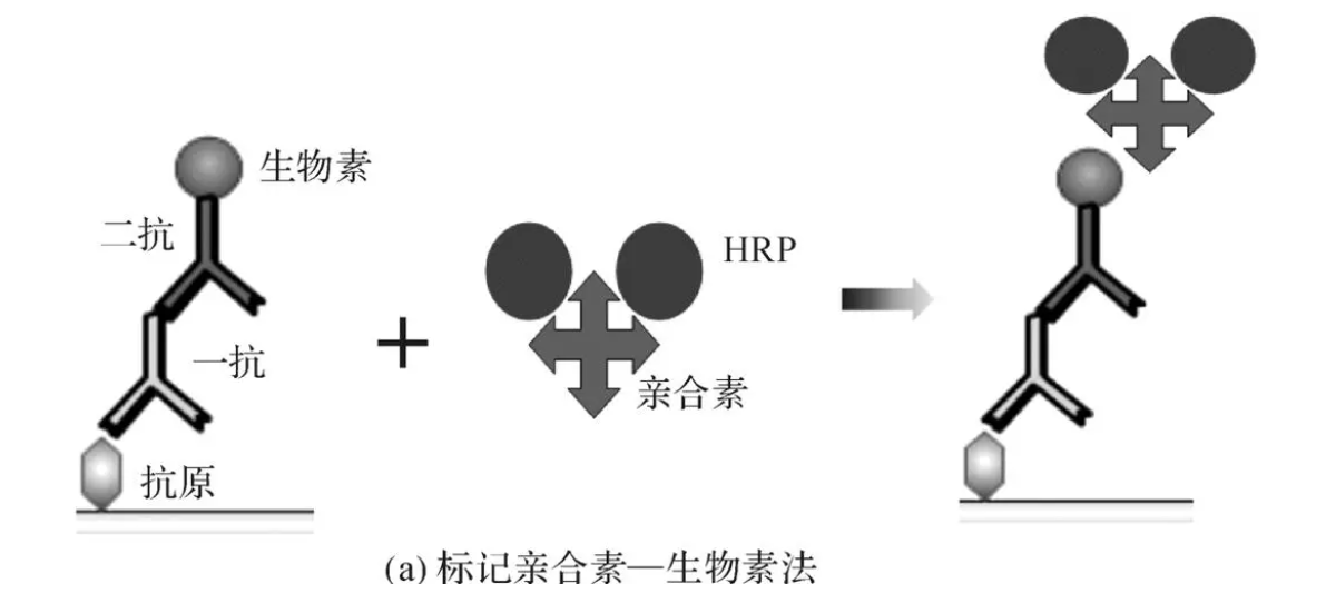 生物素-亲和素(biotin-avidin) 生物素-亲和素(biotin-avidin)