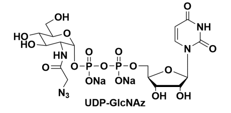 叠氮修饰的尿苷二磷酸糖,UDP-GlcNAz,UDP-Azido-GlcNAc 叠氮修饰的尿苷二磷酸糖,UDP-GlcNAz,UDP-Azido-GlcNAc