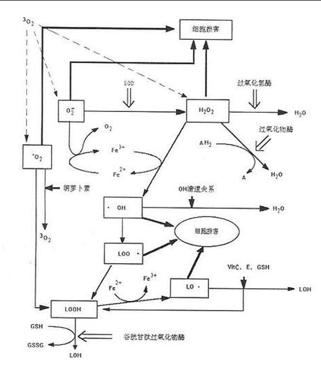 活性氧 活性氧