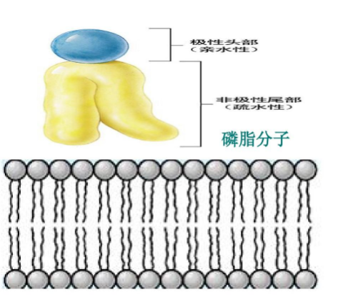 DPPC-PEG-N3 DPPC-PEG-N3