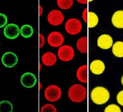 荧光标记聚苯乙烯氧化铁磁性微球:红色 橙色 绿色 PS微球 荧光标记聚苯乙烯氧化铁磁性微球:红色 橙色 绿色 PS微球