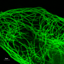 链霉亲和素修饰聚苯乙烯绿色荧光微球150nm 链霉亲和素修饰聚苯乙烯绿色荧光微球150nm