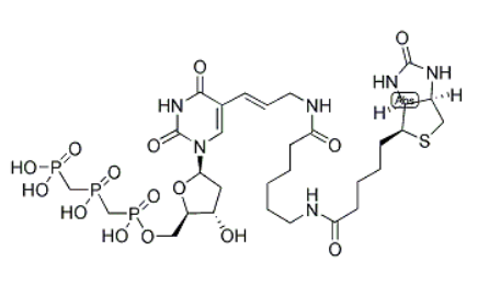 Biotin-11-dUTP Biotin-11-dUTP