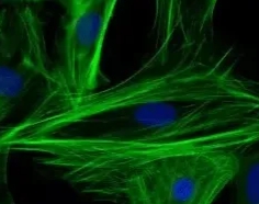 西安pg电子娱乐游戏app
生物提供pH敏感白蛋白纳米粒定制服务