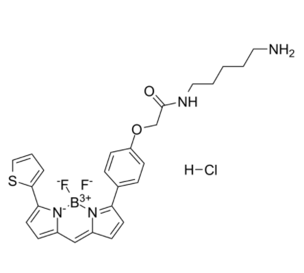 BODIPY TR Cadaverine 