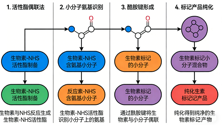 生物素标记 生物素标记
