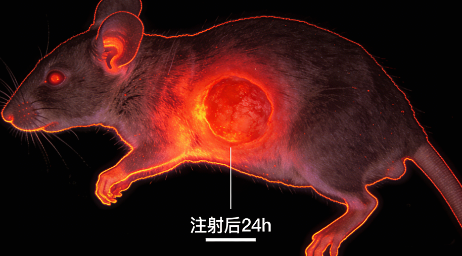 荧光修饰细胞膜包介孔二氧化硅