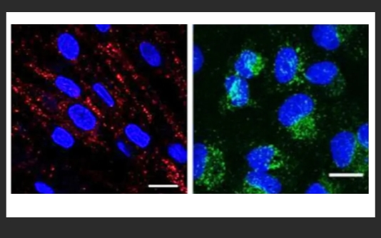 荧光标记纳米颗粒定制技术-pg电子娱乐游戏app
生物提供