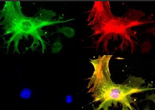 荧光标记多肽定制技术（Fluorescent-labeled Peptide）-西安pg电子娱乐游戏app
生物