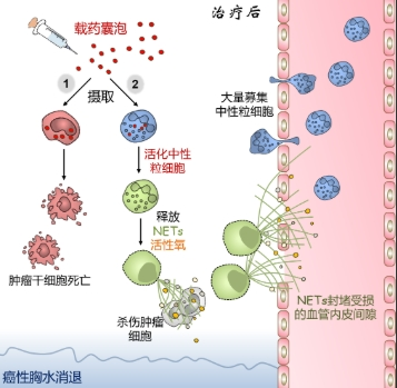 透明质酸(HA)修饰的纳米脂质载体定制合成技术-西安pg电子娱乐游戏app
生物