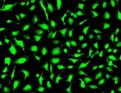 荧光标记氨基酸定制合成技术-西安pg电子娱乐游戏app
生物