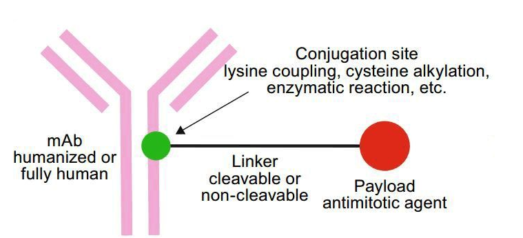 ​抗体药物偶联物（ADC）定制技术介绍-西安pg电子娱乐游戏app
生物