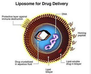 LNP脂质体包载mRNA  （pg电子娱乐游戏app
生物分享）