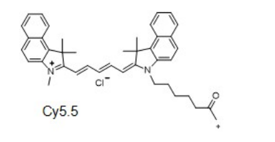 Cy5.5